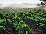 Field of Lettuce