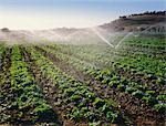 Lettuce Crop