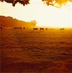 Cattle Grazing at Sunrise