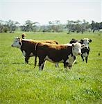 Hereford Heifers Grazing