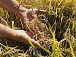 Riz Crop prêtes pour la récolte, Australie