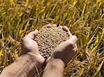 Hands Holding Rice, Crop Ready for Harvest, Australia