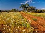 Wooleen Station, Murchison, Westaustralien, Australien