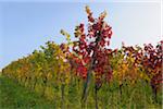 Vineyard in Autumn, Volkach, Franconia, Bavaria, Germany