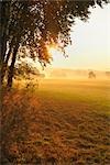 Sonnenaufgang über dem Feld in Herbst, Odenwald, Hessen, Deutschland