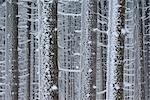 Givre sur les arbres en hiver, le Parc National Hochharz, Saxe-Anhalt, Brocken, Allemagne