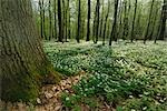 Wood Anemone in Forest, Hanau, Hesse, Germany