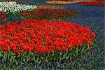 Tulpen und Traubenhyazinthe in voller Blüte im Botanischen Garten, Lisse, Niederlande