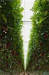 Hothouse Tomato Plants, Rilland, Zeeland, Netherlands