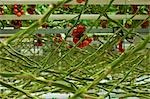 Hothouse Tomato Plants, Rilland, Zeeland, Netherlands