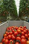 Tomate de serre plantes, Rilland, Zeeland, Pays-Bas