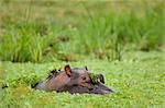 Hippopotamus in Pond, Masai Mara, Kenya