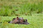 Nilpferd im Teich, Masai Mara, Kenia