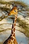 Girafe, réserve nationale de Samburu, Kenya