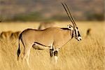 Portrait de profil d'Oryx