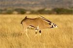 Oryx, Buffalo Springs National Reserve, Kenya