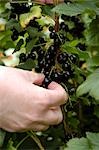 Blackcurrants (Ben Connan) Ben Sarek-Ben Lomond Cross