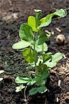 Plantes de pois - merveille de Kelvedon