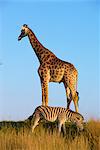 Zebra and giraffe, Kruger National Park, South Africa, Africa