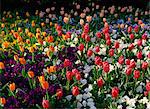 Bett von Tulpen und Stiefmütterchen in St. James's Park, London, England, Großbritannien, Europa