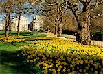 Daffodiles dans Green Park, Londres, Royaume-Uni, Europe