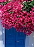 Bougainvillea in bloom above doorway, Mykonos, Cyclades Islands, Greek Islands, Greece, Europe