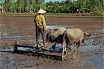 Farmer with oxen drawing plough in flooded fields near Myrtho in the Delta of the Mekong River, Vietnam, Indochina, Southeast Asia, Asia