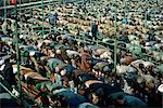 Crowds at Friday Prayers, Tehran, Iran, Middle East