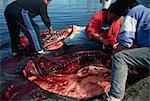 Butchering a seal, Ammassalik, East Greenland, Greenland, Polar Regions