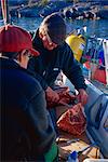 Cutting up musk ox meat, East Greenland, Greenland, Polar Regions