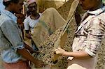 Dried ginger being loaded into sack, Cochin, Kerala state, India, Asia