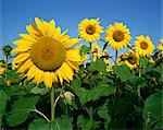 Close-up of sunflowers which are grown for oil, in France, Europe