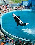 Performing killer whale, Marine World Africa USA, California, United States of America, North America