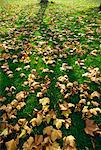 Fallen autumn leaves