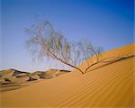 Désert du Sahara, Algérie, Afrique du Nord, Afrique