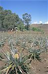 Ferme de l'ananas, Ile de Pâques, Chili, Pacifique