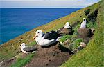 Black-browed albatross and chick, Saunders Island, Falkland Islands