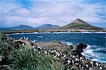 Steeple Jason island and nesting black-browed albatross, Falkland Islands, South America