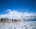 Manchots papous et île d'Anvers en arrière-plan, l'Antarctique, les régions polaires