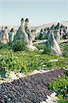 Grapes drying, vineyard and cone houses, Cappadocia, Anatolia, Turkey, Asia Minor, Asia