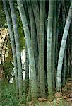 Bamboo stems in the Peradeniya Botanical Gardens in Kandy, Sri Lanka, Asia