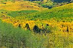 Forest in autumn hues, near Santa Fe, New Mexico, United States of America, North America