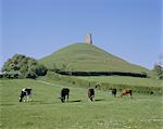 Cattle grazing in front of Glastonbury Tor, Glastonbury, Somerset, England, United Kingdom, Europe