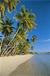 Palmiers et plage, Pigeon Point, Tobago, Trinidad et Tobago, Antilles, Caraïbes, Amérique centrale