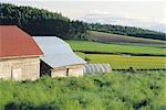 Ferme près de Asahikawa, Hokkaido, Japon, Asie