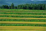 Landscape of rice terraces on the island of Hokkaido, Japan, Asia