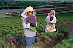 Portrait of women at work in lavender field, Furano, Hokkaido, Japan, Asia