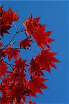 Fall foliage, Hokkaido, Japan, Asia