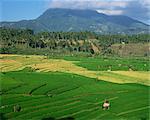 Paysage de rizières en terrasses, les palmiers et les collines sur Bali, en Indonésie, Asie du sud-est, Asie