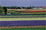 Champs de tulipes, Sassenheim environs, Hollande, Europe
